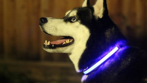 Light Up Dog Collar
